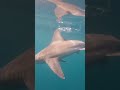 I Think Sandbar Sharks Resemble A Tie Fighter Right Mysharklife Underwater Sharks