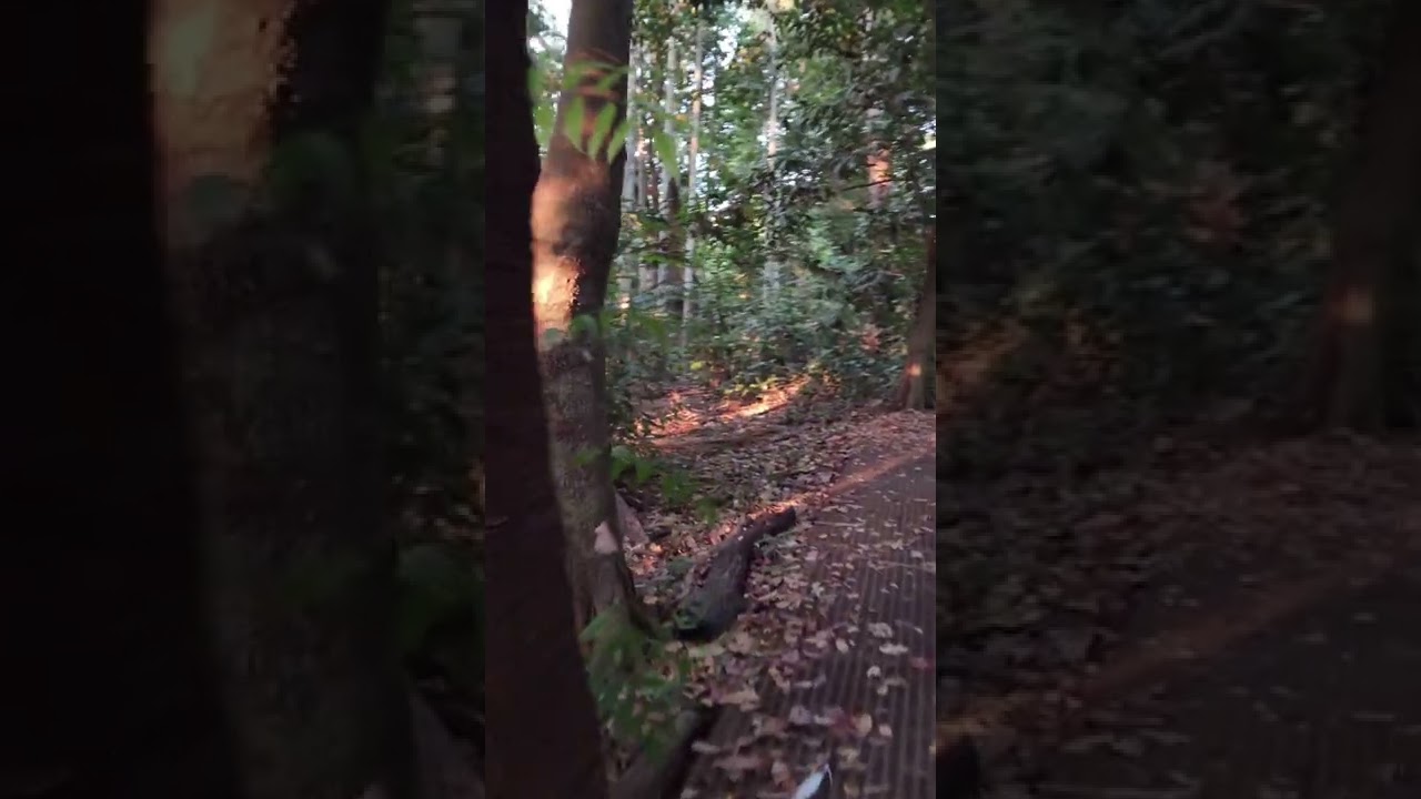 YouTube Short thumbnail