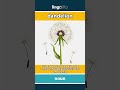 dandelion - a small wild plant with a... video thumbnail