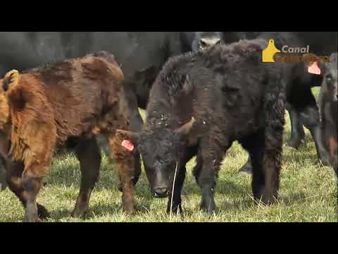 Entrevista Carlos Ojea en Cabaña Las Blancas (2/4)
