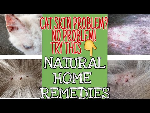 HOW TO TREAT CAT SKIN PROBLEM IN NATURAL WAY....part 2