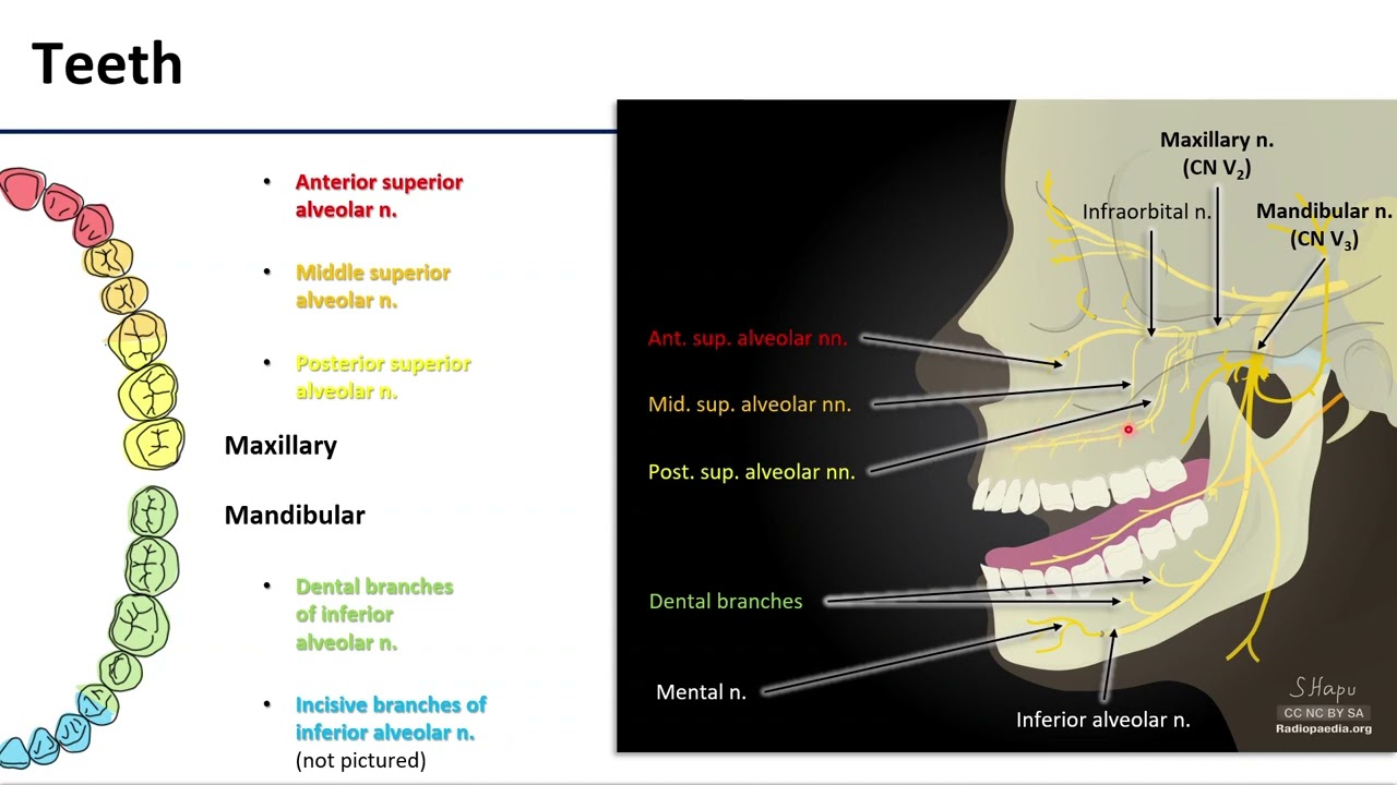 Innervation of Cheeks Teeth Gingivae
