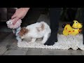 Cavapoo dogs for sale: Randy - Video 1