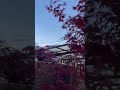 Japanese Maple Tree ( Red )