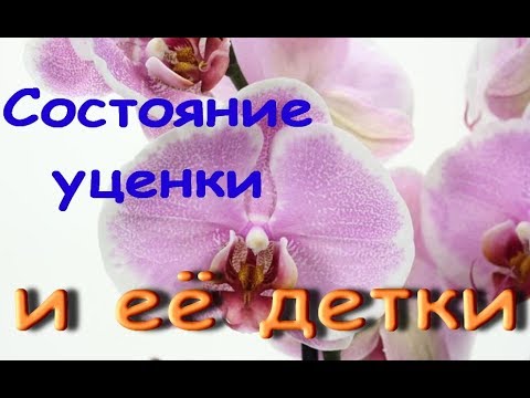 ОРХИДЕЯ-УЦЕНКА ph.Pretty Romance;Отделение и Посадка её ДЕТКИ,