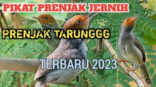 Download lagu Suara pikat prenjak kepala merah terbaru 2023, suara jernih agar burung cepet ngumpul mp3