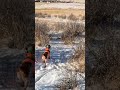 Pheasant Hunting | Simple Hunts S95 #pheasanthunting #birddog #birdhunting