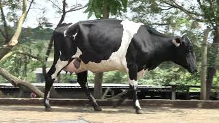 Vídeo 27 - 1º LEILÃO ANUAL SITIO TIMOTEO | VACAS 3/4 E 7/8