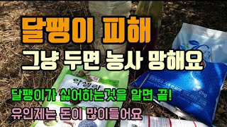 친환경 자재로 달팽이 제거하는 확실한 방법