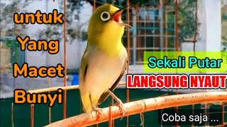 Download lagu pancingan suara PLECI GACOR di sore hari untuk terapi pleci agar bunyi - SEKALI PUTAR LANGSUNG NYAUT mp3 Download lagu pancingan suara PLECI GACOR di sore hari untuk terapi pleci agar bunyi - SEKALI PUTAR LANGSUNG NYAUT mp3
