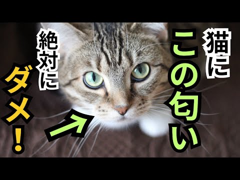 猫が好む10の匂い