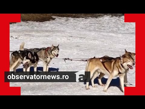 La Harghita Băi, ca în Alaska. Adorabilii husky care au cucerit inimile turiştilor, pe pârtii