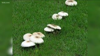 You Can Grow It: Getting rid of mushrooms in your lawn