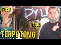 DETIK DETIK BOSU DAN AGUS DIPOTONG.. SAPI DAN KAMBING PROS! DETIK DETIK BOSU DAN AGUS DIPOTONG.. SAPI DAN KAMBING PROS!
