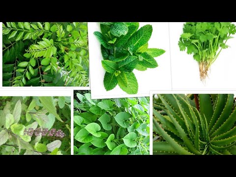 , title : 'Medicinal plants/herbs you must grow at your home gardens