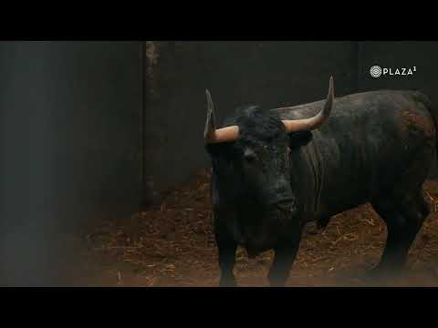 DESEMBARQUE | Los toros de Victorino Martín para la Hispanidad