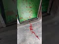 Bukan Darah Warna Warni Prambos Buat Agustusan Tumpah