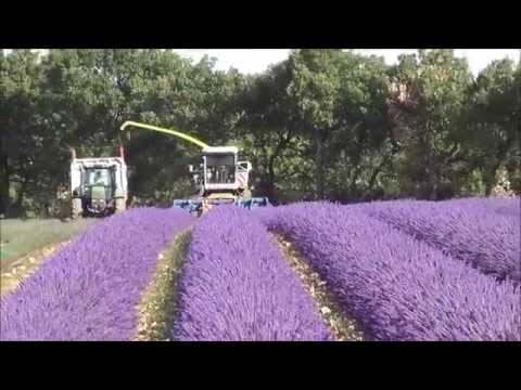 Lavender Harvest in Provence (Valensole 2014)