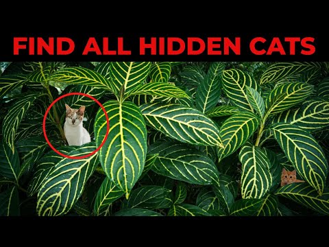 Find All Cats Hidden In The Picture