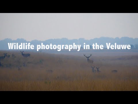 Wildlife photography in the Hoge Veluwe