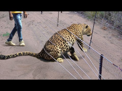 25 Tiere, die Menschen um Hilfe baten!