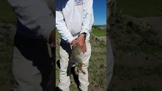How to Skin a Rabbit Texas Style in 60 Seconds with your Bare Hands
