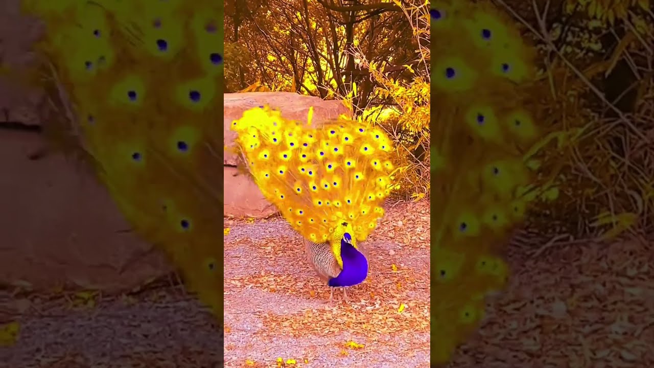 Peacock Opens Its Tail: Bring Good Luck and Joy #birds #animals #shorts