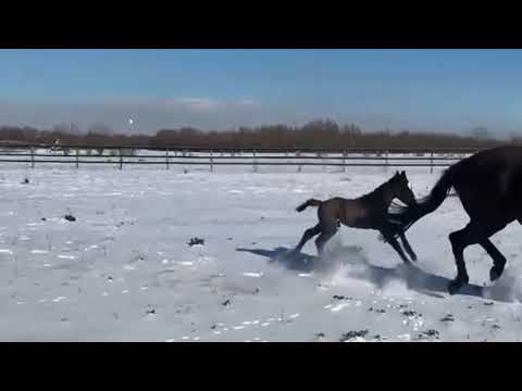 Hengstfohlen von Dimaggio Black x Likotoxx xx