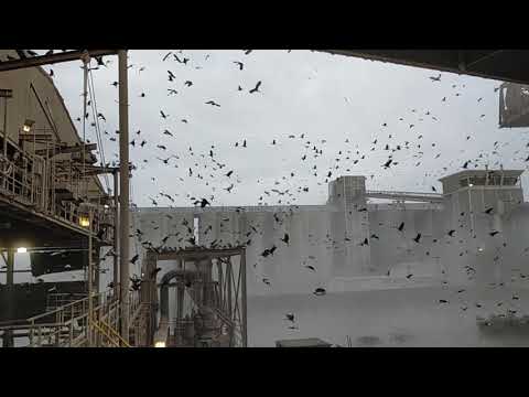 Loading grains new Orleans