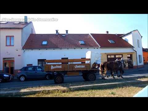 Koňské spřežení v Plzni  Pilsner Urquell a Gambrinus