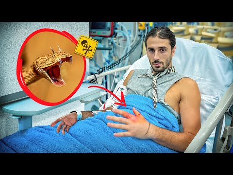 Je me fais mordre par une vipère à cornes ! (C'est chaud...)