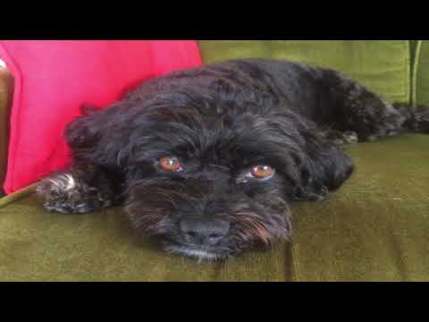 Qhht Session - Planetary Review of Awakening. Humanities Choice's. Darker / Lighter Countries.