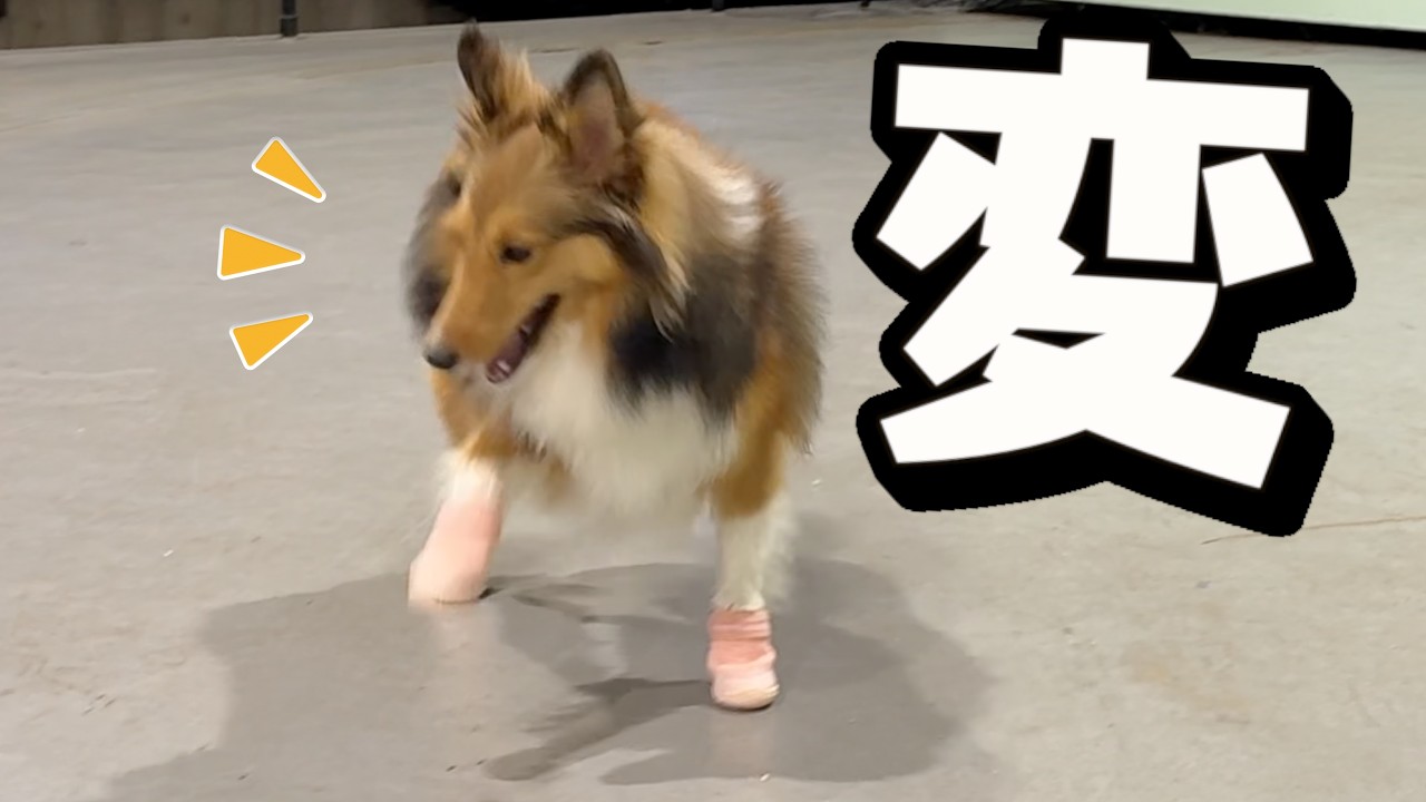 犬用の靴を履いたシェルティの歩き方がおもしろい