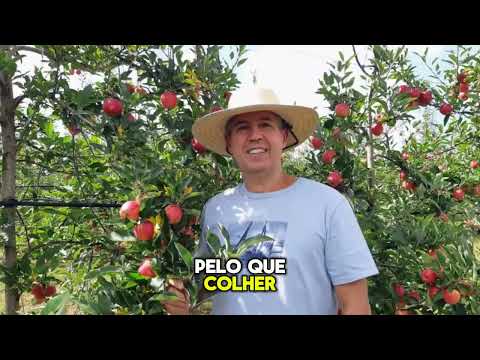 Colheita de maçã em Fraiburgo, Santa Catarina