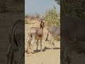 Donkey Crazy Kick Animals Farmanimalct Funnydonkey Donkeyvillage Donkey Animallife