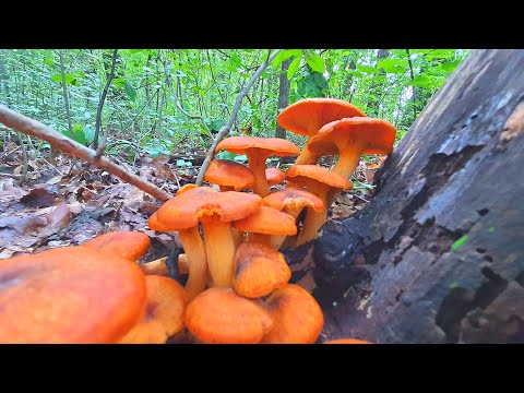 Zavodnica - Otrovna - Krenule - Oprez - lat. Omphalotus olearius