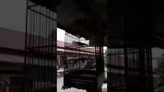 Download lagu Durasi pendek Kacer menari mp3 Download lagu Durasi pendek Kacer menari mp3