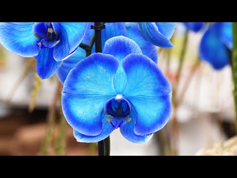 , title : 'Moja mama  je kupila plavu orhideju i usledilo je iznenađenje!'