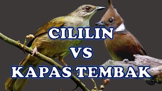 Download lagu Masteran KAPAS TEMBAK kombinasi CILILIN Jernih Jed... mp3