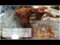 Full Day of Eating at One Day Out / Arnold Classic 2021