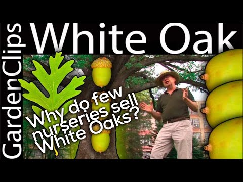 White Oak - Quercus alba - The reason most people plant Red Oak Trees instead of White Oak Trees