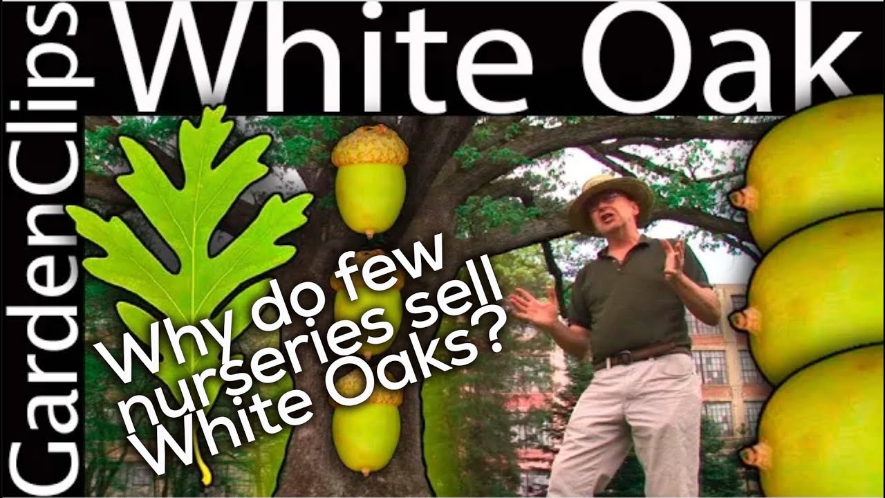 White Oak - Quercus alba - The reason most people plant Red Oak Trees instead of White Oak Trees