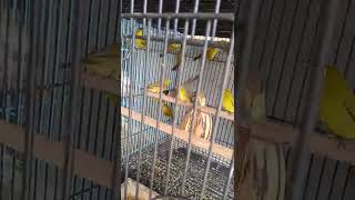 Download lagu Pleci dakun Bali ombyokan #pleci #plecibukpar #plecigacor mp3 Download lagu Pleci dakun Bali ombyokan #pleci #plecibukpar #plecigacor mp3