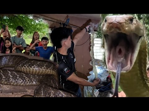 KING COBRA PUMASOK SA KWARTO NG MGA BATA