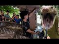 KING COBRA PUMASOK SA KWARTO NG MGA BATA