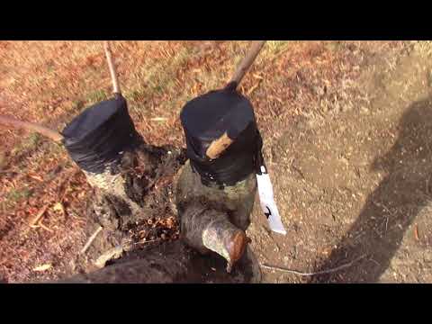 Grafting Season 2018 day 5 - Precision cuts