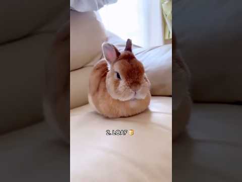 Top 3 cutest bunny behaviors 😍