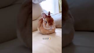Download lagu Top 3 cutest bunny behaviors 😍 mp3