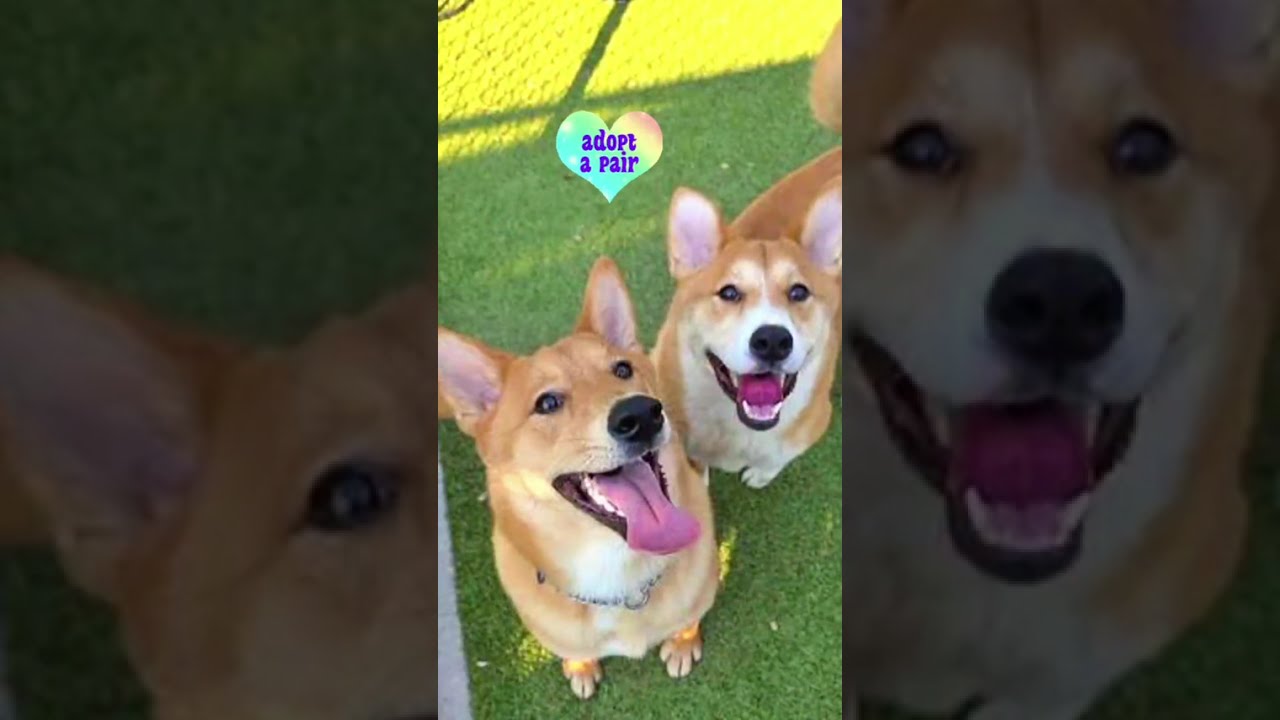 Enlarge Koda and Sam, a Adoptable mixed breed in Smyrna, TN video 2/6