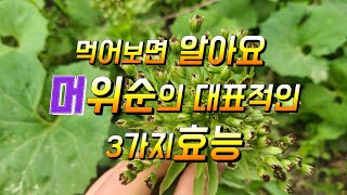 쌉싸름한 맛이 일품인 봄철대표적인 나물 몸의붓기를 빼고 기침가래를 삭히는 약이 되는 머위순나물